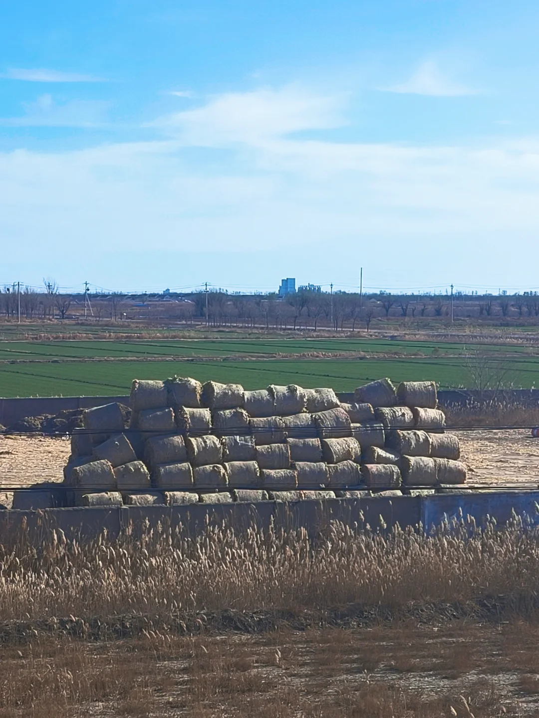 济南🔁东营一日游！附免费看鸟浪位置！
