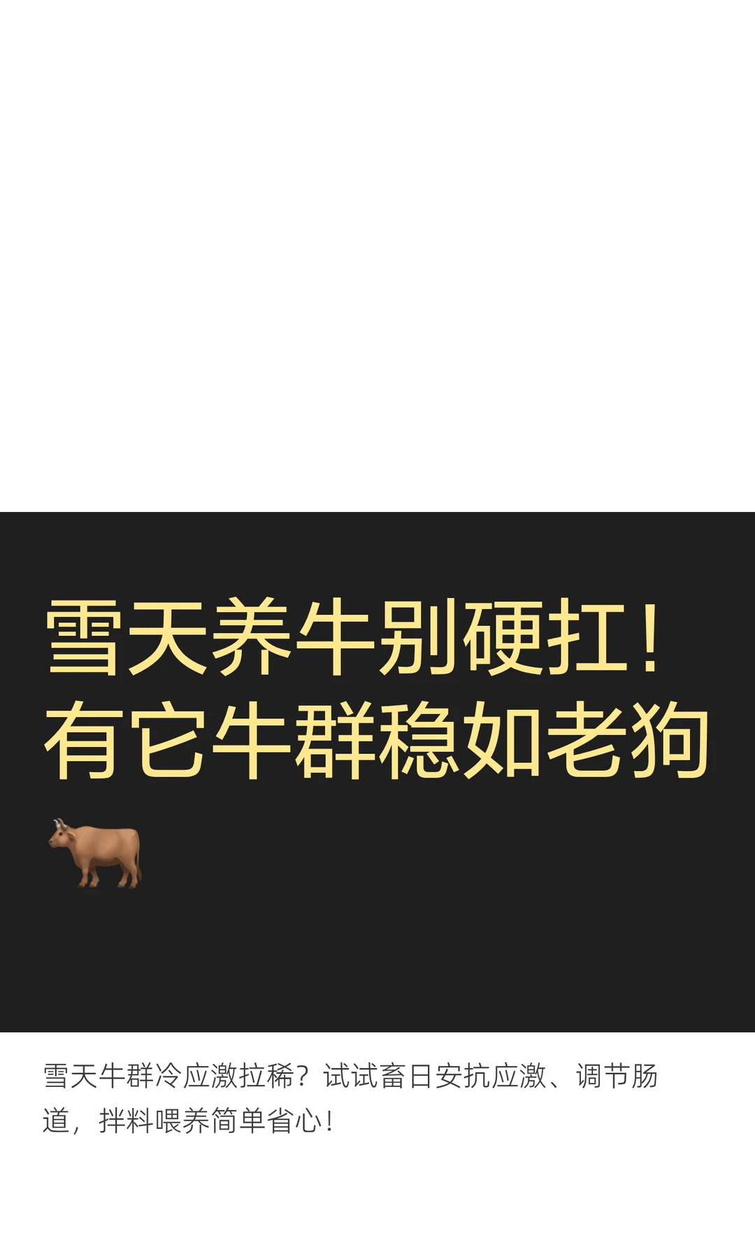 雪天养牛别硬扛！有它牛群稳如老狗🐂