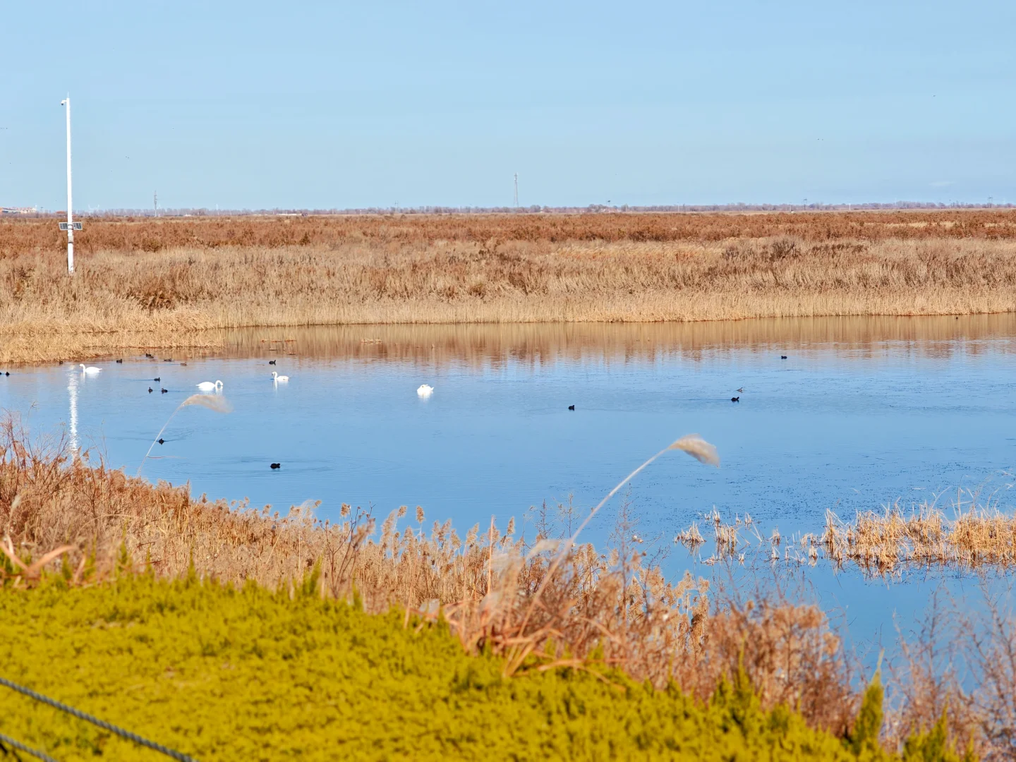 济南🔁东营一日游！附免费看鸟浪位置！