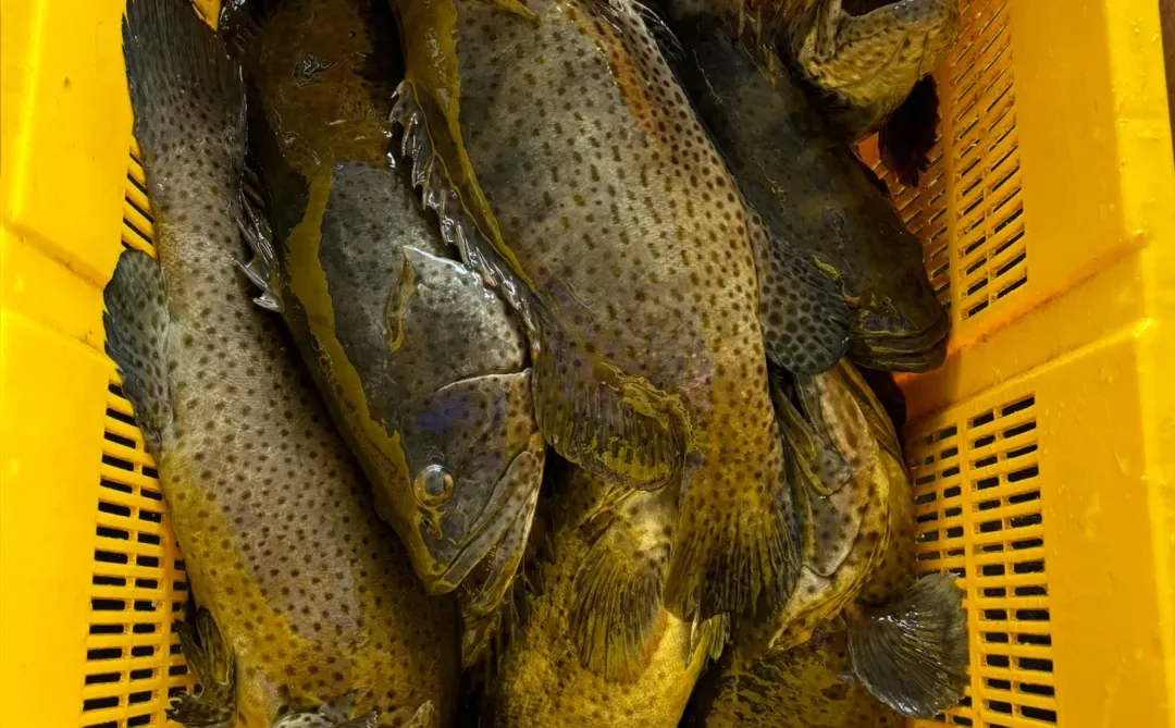 🇲🇾自家海上渔场养殖｜石斑鱼🐟