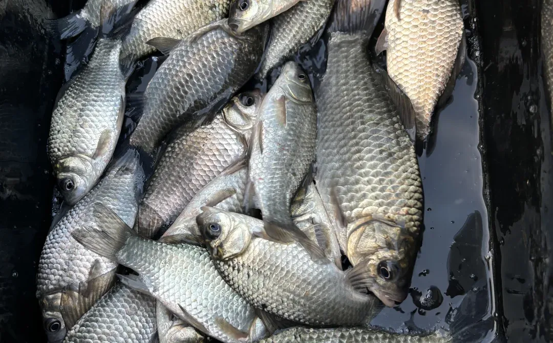 天越冷 鲫鱼越好钓🎣