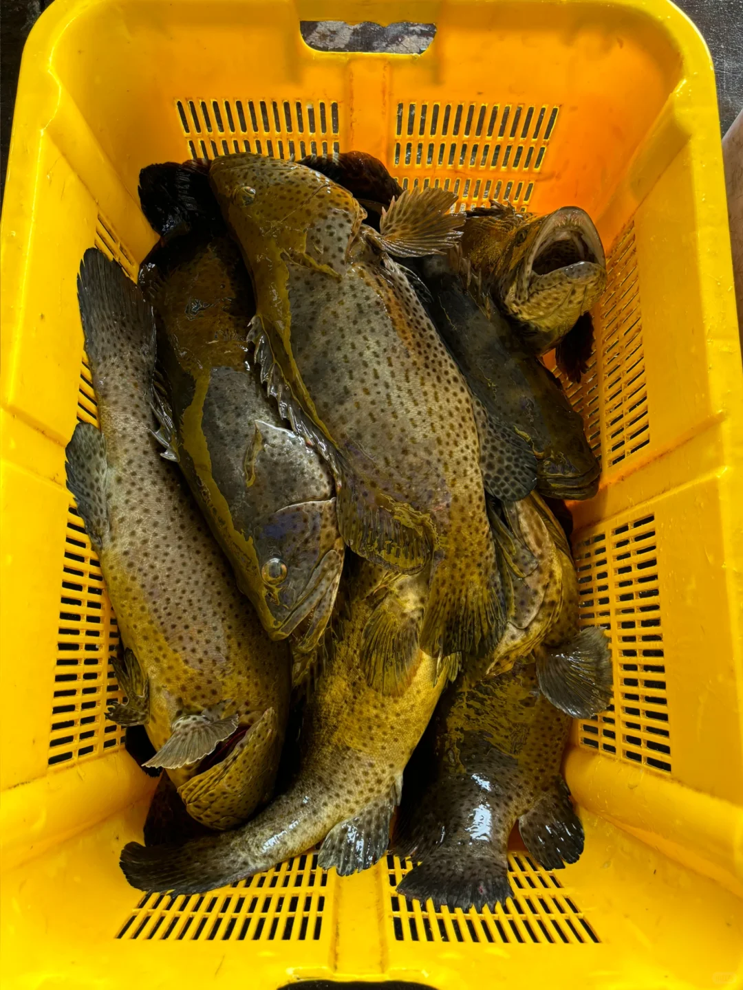 🇲🇾自家海上渔场养殖｜石斑鱼🐟