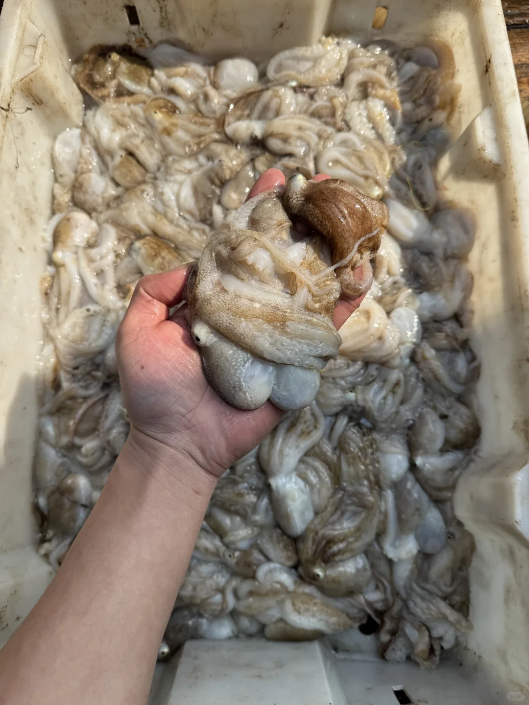 自家渔船捕捞的新鲜渔获