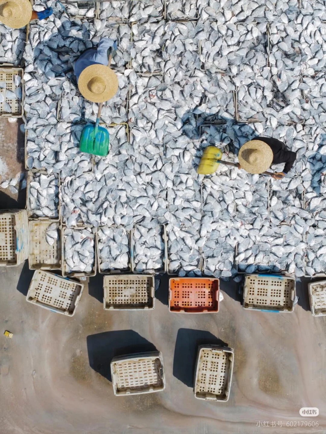 刷到这组海边渔获照，瞬间破防了🌊