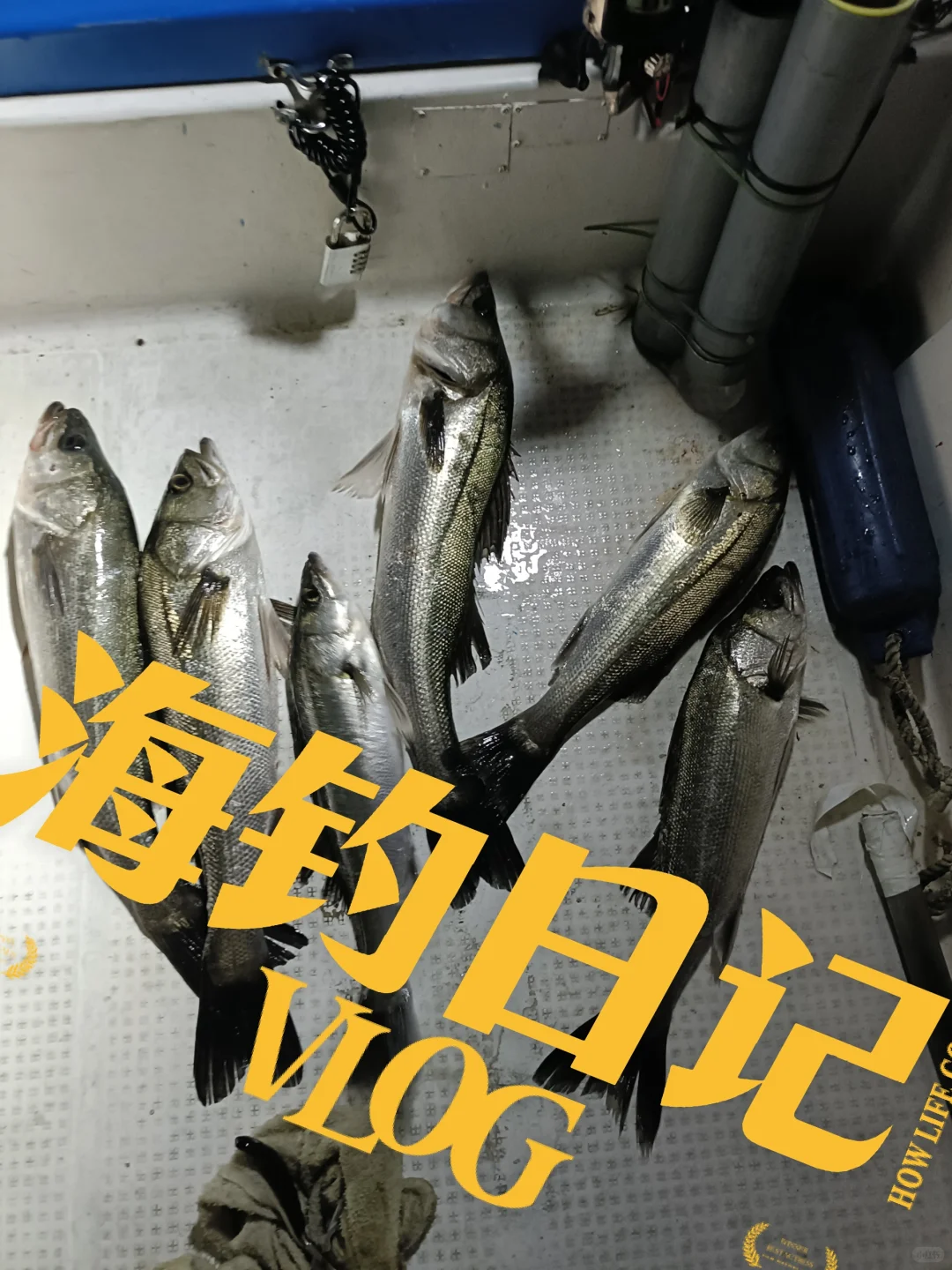 2025/03/25海钓鲈鱼