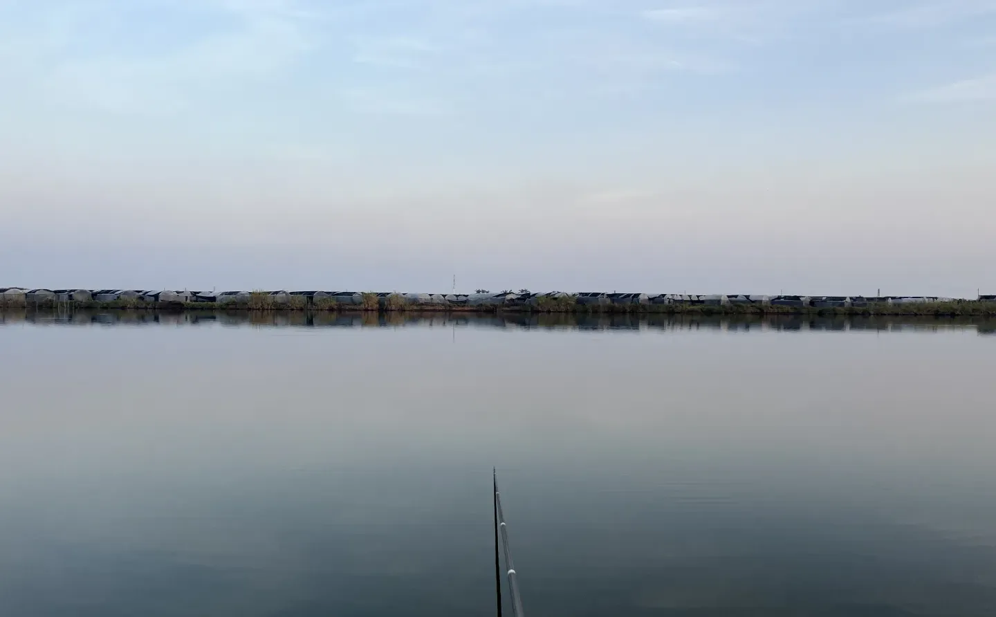 真正咸淡水大板鲫正是时候！