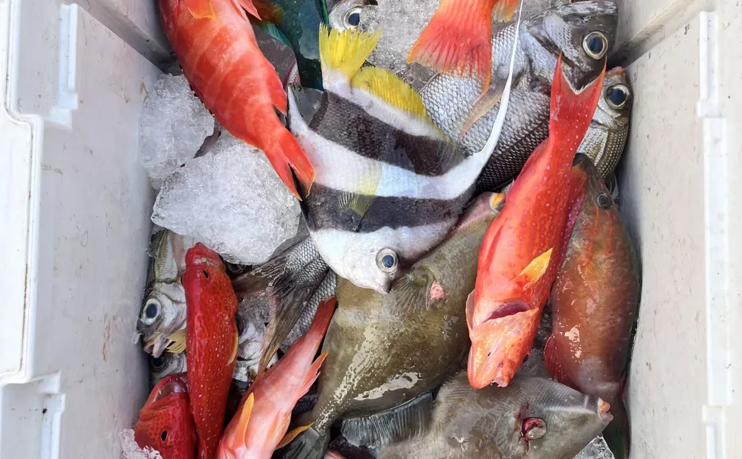 收获满满的一天，海钓🎣