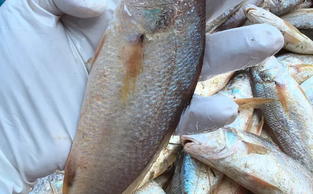 这些浅海鱼，你吃过多少种？