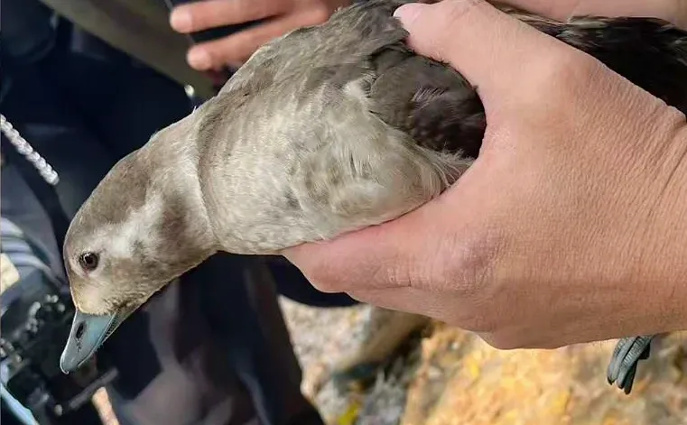 从北极来锦城湖的长尾鸭没想到被险恶缠住