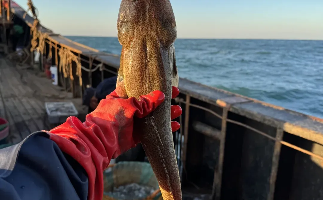 自家渔船捕捞的新鲜渔获