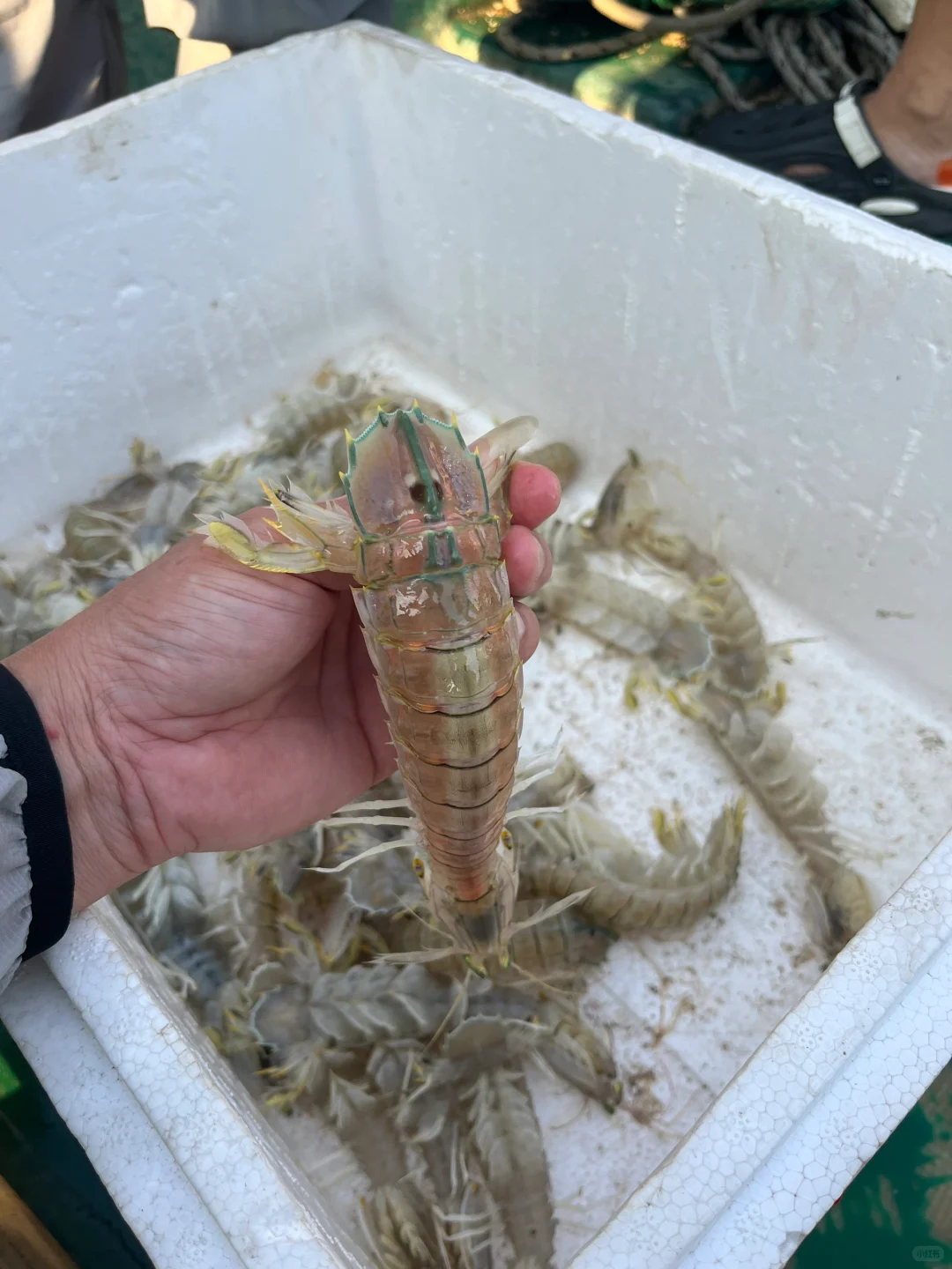 出海捕鱼 300块钱不知道赚了还是亏了