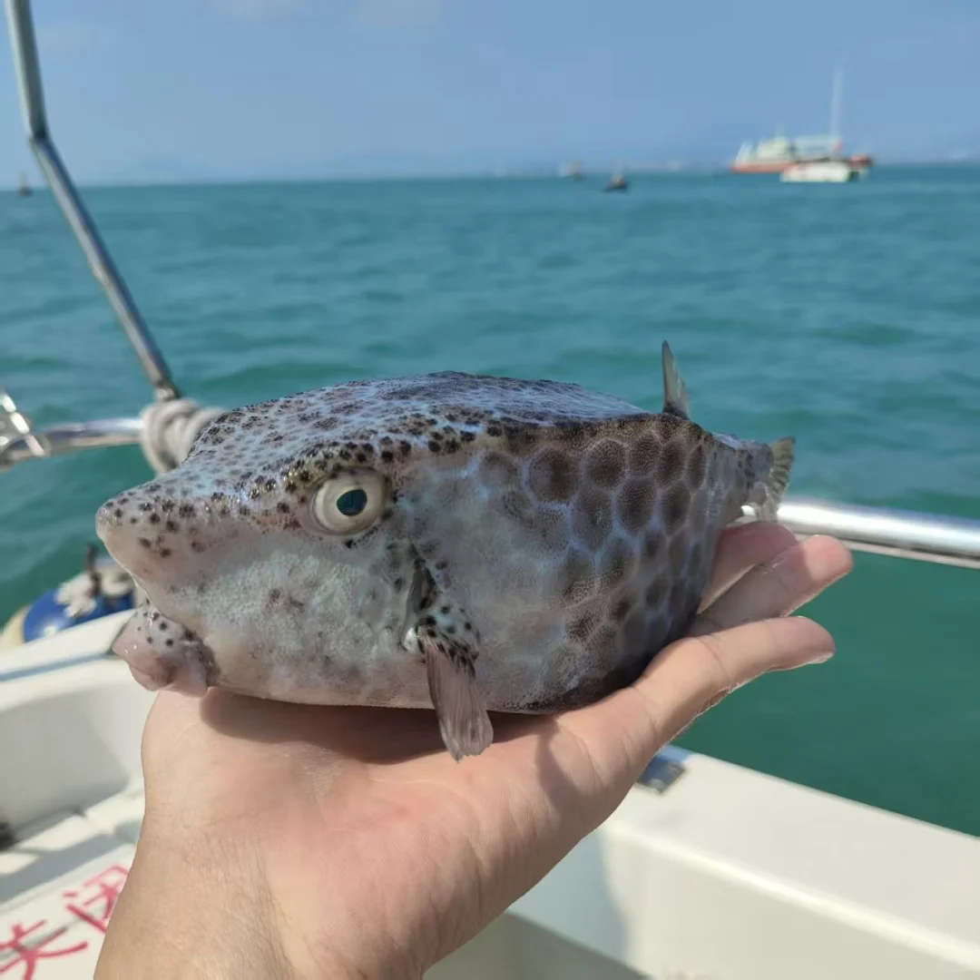 三亚海钓赢麻了！🎣每只都长在审美上！