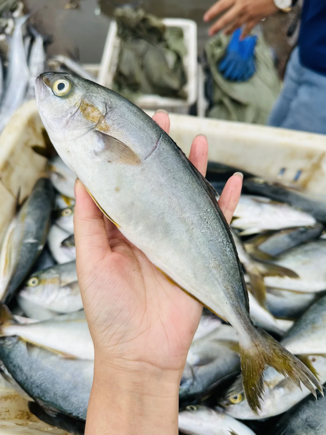 看着就流口水…肥嘟嘟…