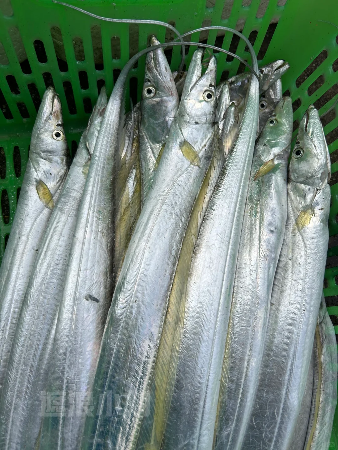 这些浅海鱼，你吃过多少种？