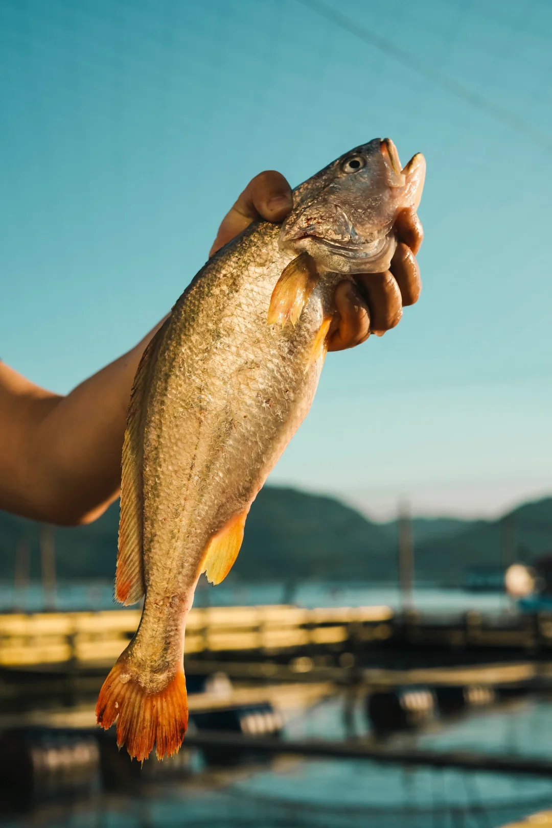 风浪越大，🐟鱼越好