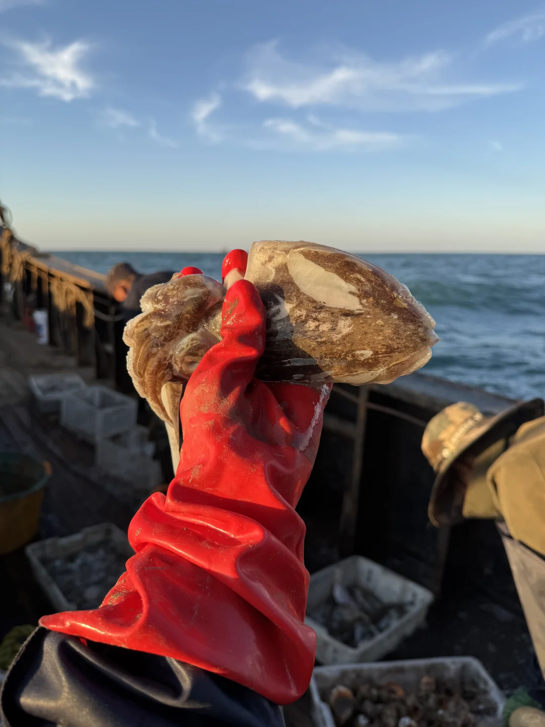 自家渔船捕捞的新鲜渔获