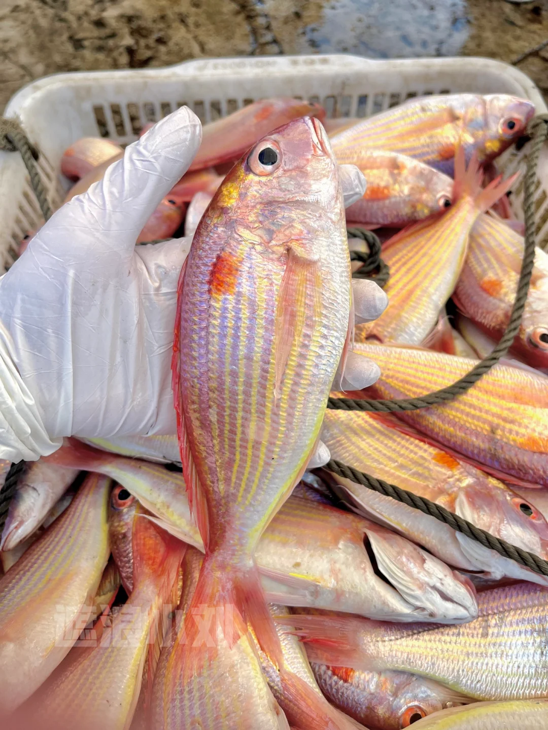 这些浅海鱼，你吃过多少种？