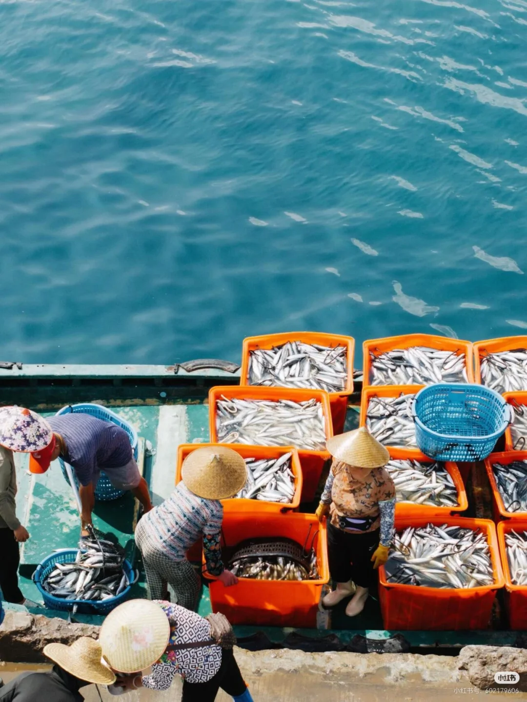 刷到这组海边渔获照，瞬间破防了🌊