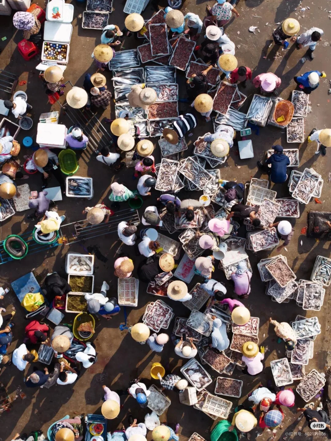 刷到这组海边渔获照，瞬间破防了🌊