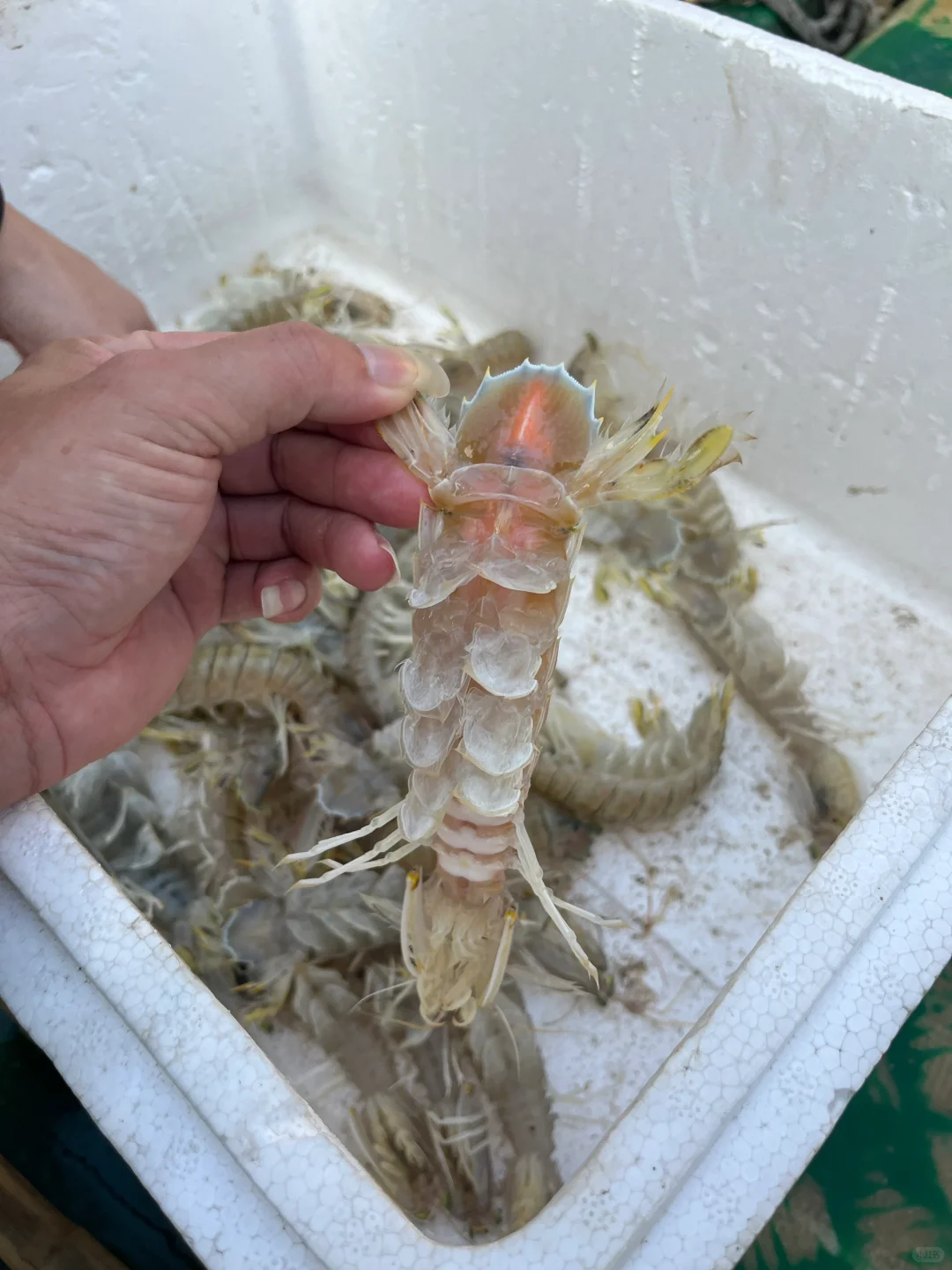 出海捕鱼 300块钱不知道赚了还是亏了