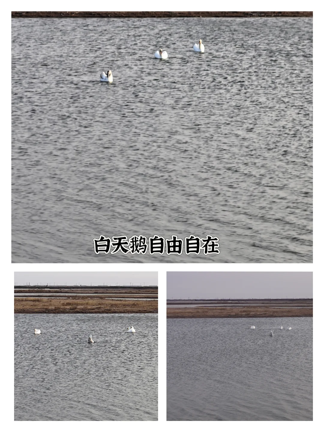 看鸟浪、撸草垛、炫深海鱼锅附攻略