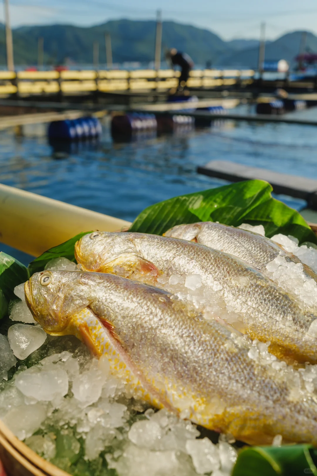 风浪越大，🐟鱼越好
