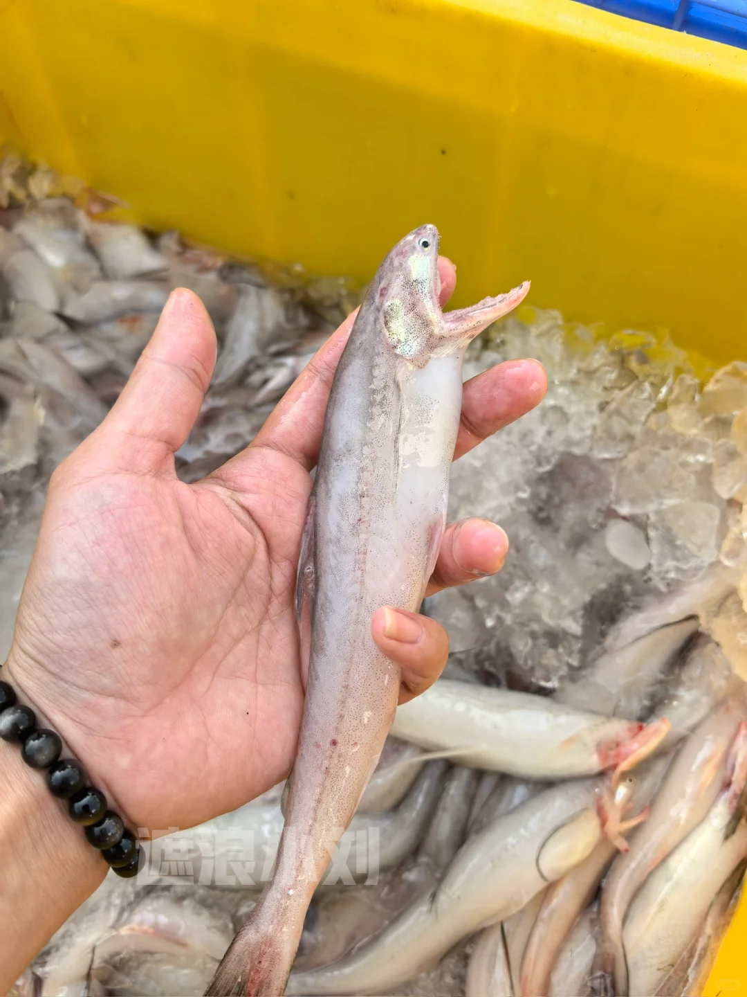 这些浅海鱼，你吃过多少种？