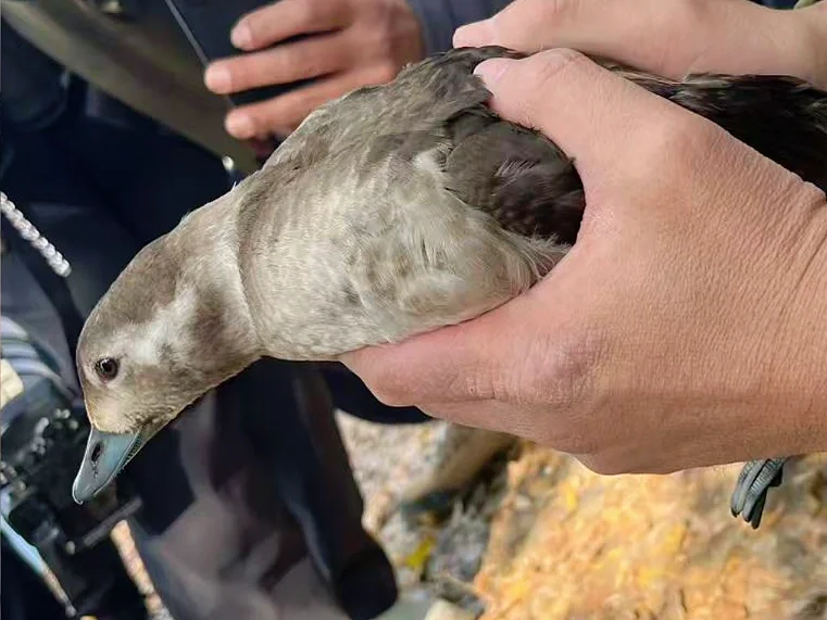 从北极来锦城湖的长尾鸭没想到被险恶缠住