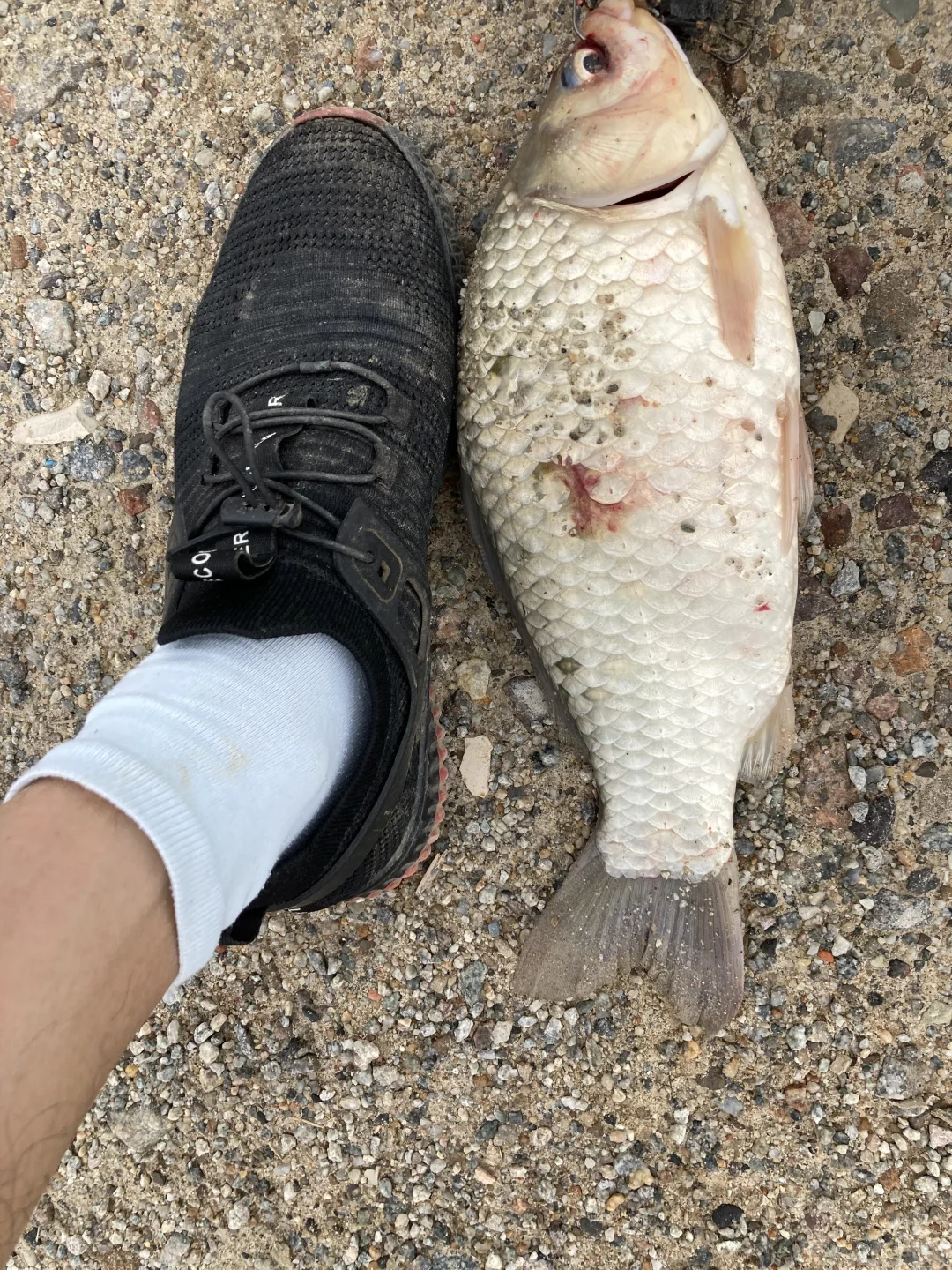 真正咸淡水大板鲫正是时候！