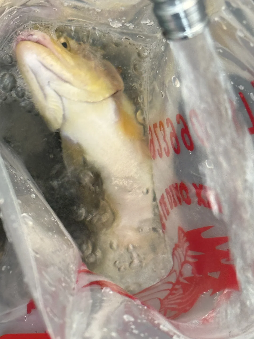 钓到了大金鳟！