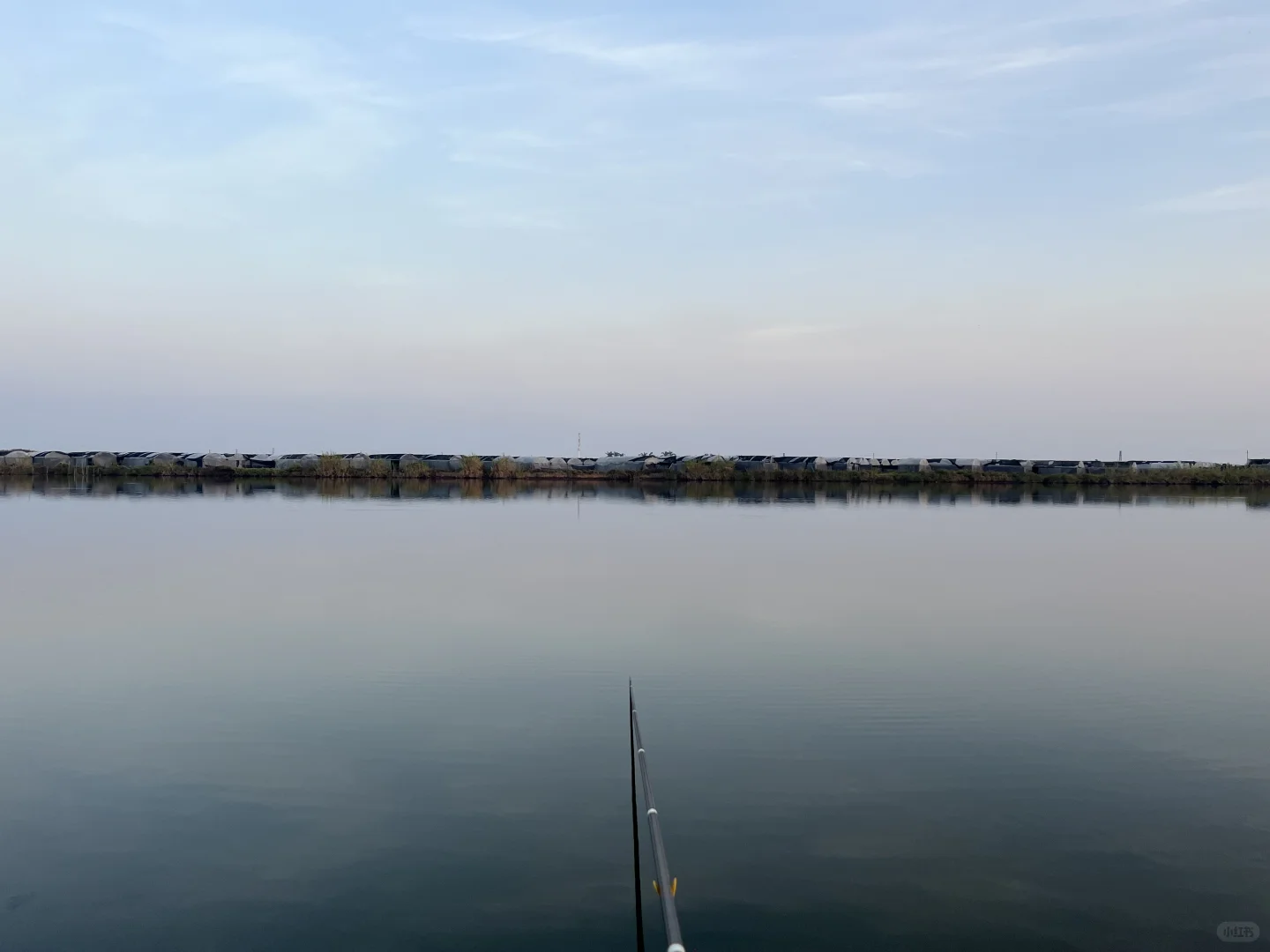 真正咸淡水大板鲫正是时候！