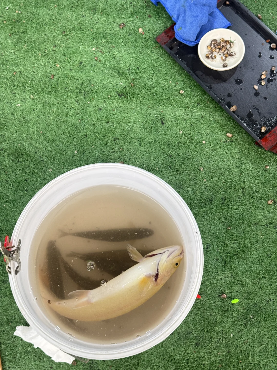 钓到了大金鳟！