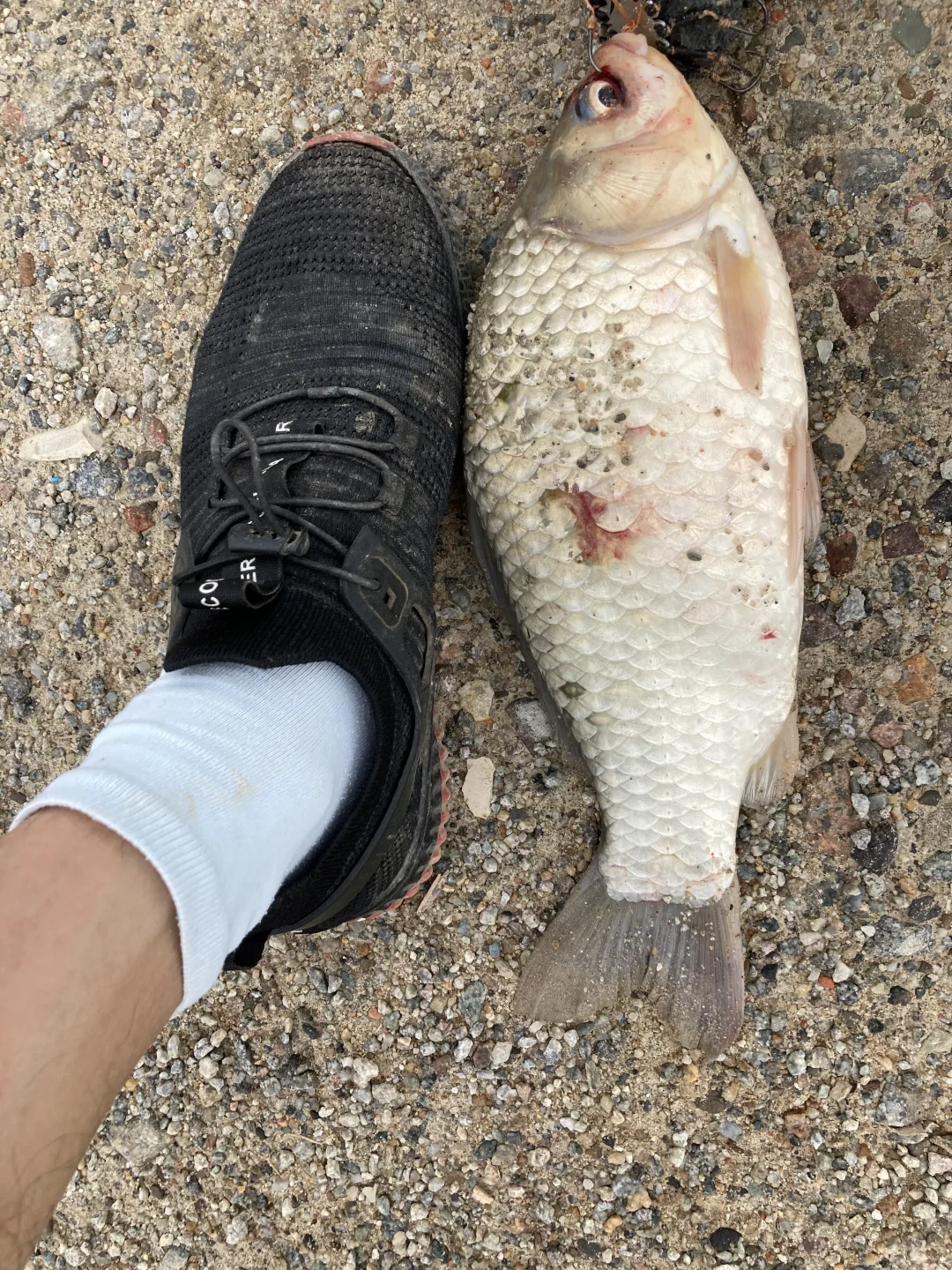 真正咸淡水大板鲫正是时候！