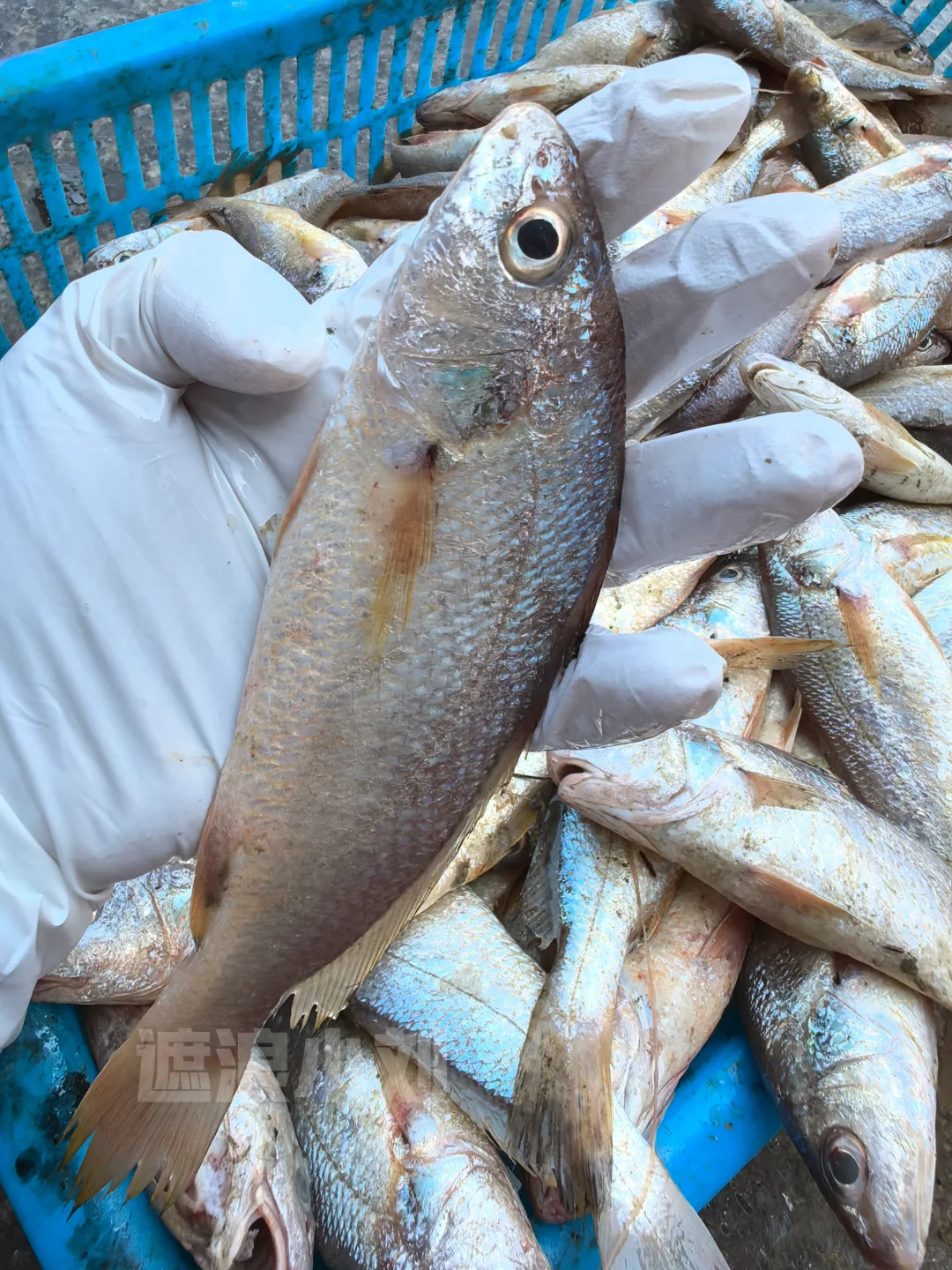 这些浅海鱼，你吃过多少种？