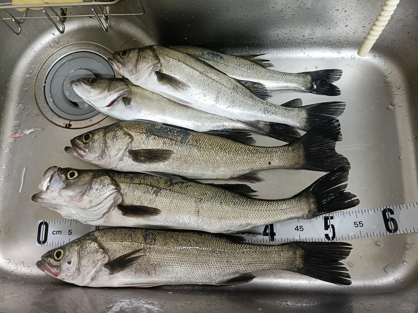 2025/03/25海钓鲈鱼