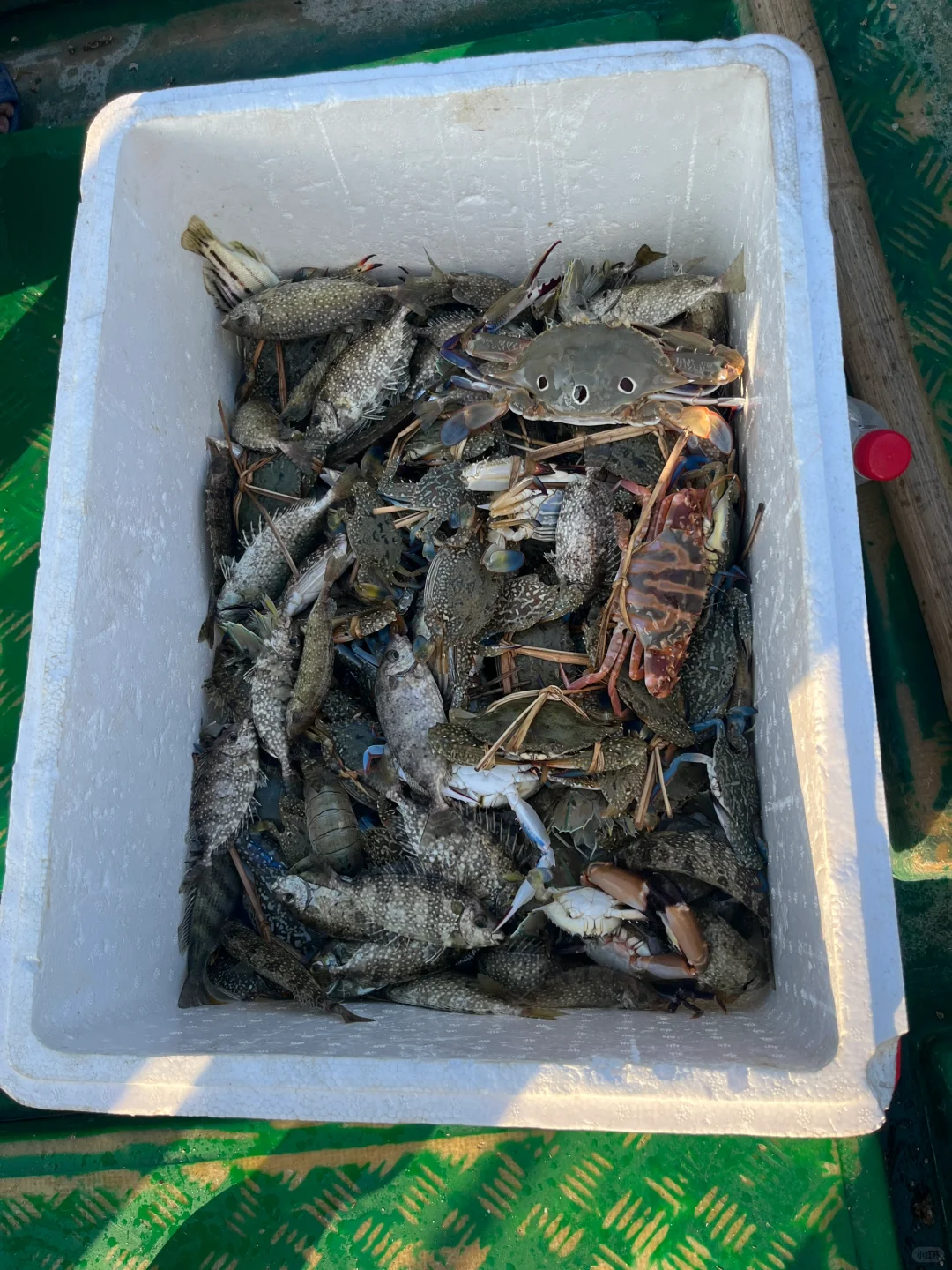 出海捕鱼 300块钱不知道赚了还是亏了