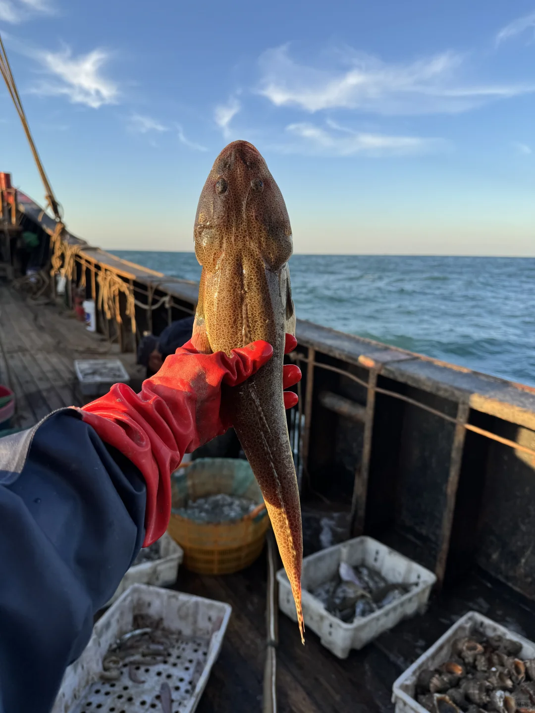 自家渔船捕捞的新鲜渔获