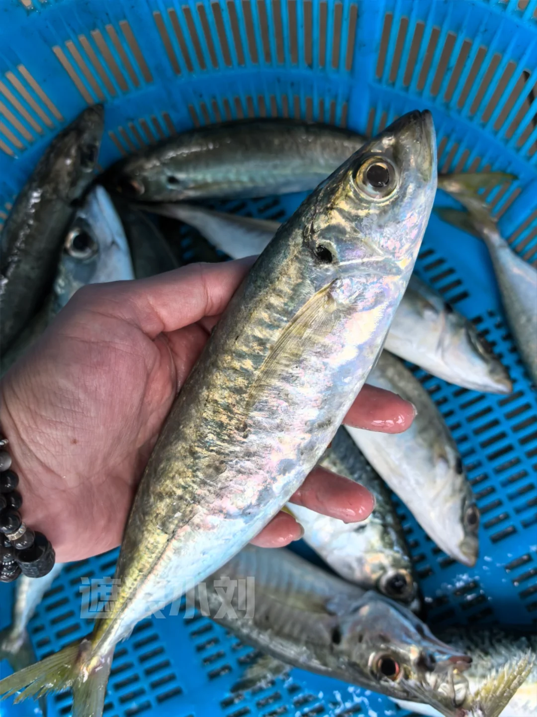 这些浅海鱼，你吃过多少种？