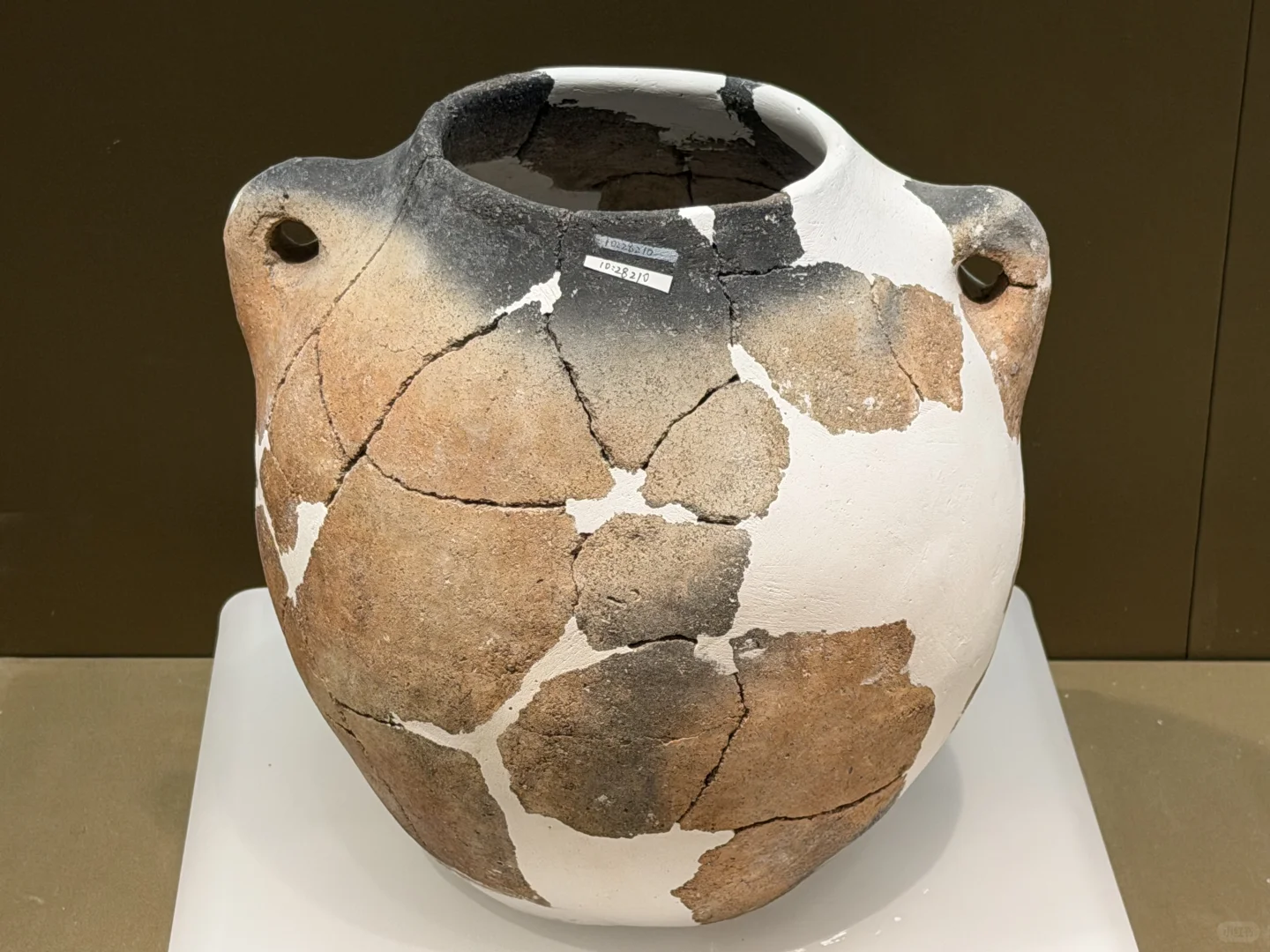 微笑了五千年的江豚 戴个帽子也不是鸟