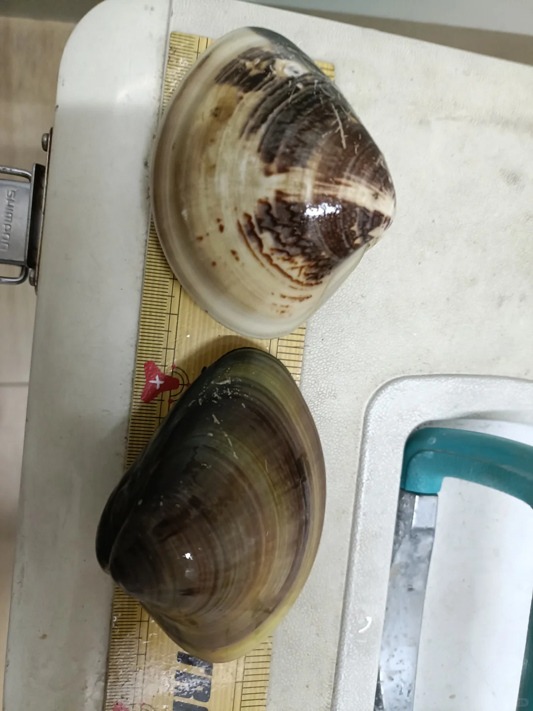 2025/03/02蛤蜊料理