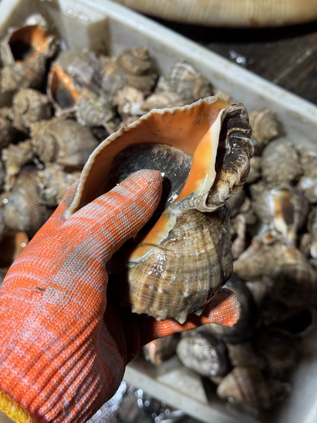 自家渔船捕捞的新鲜渔获