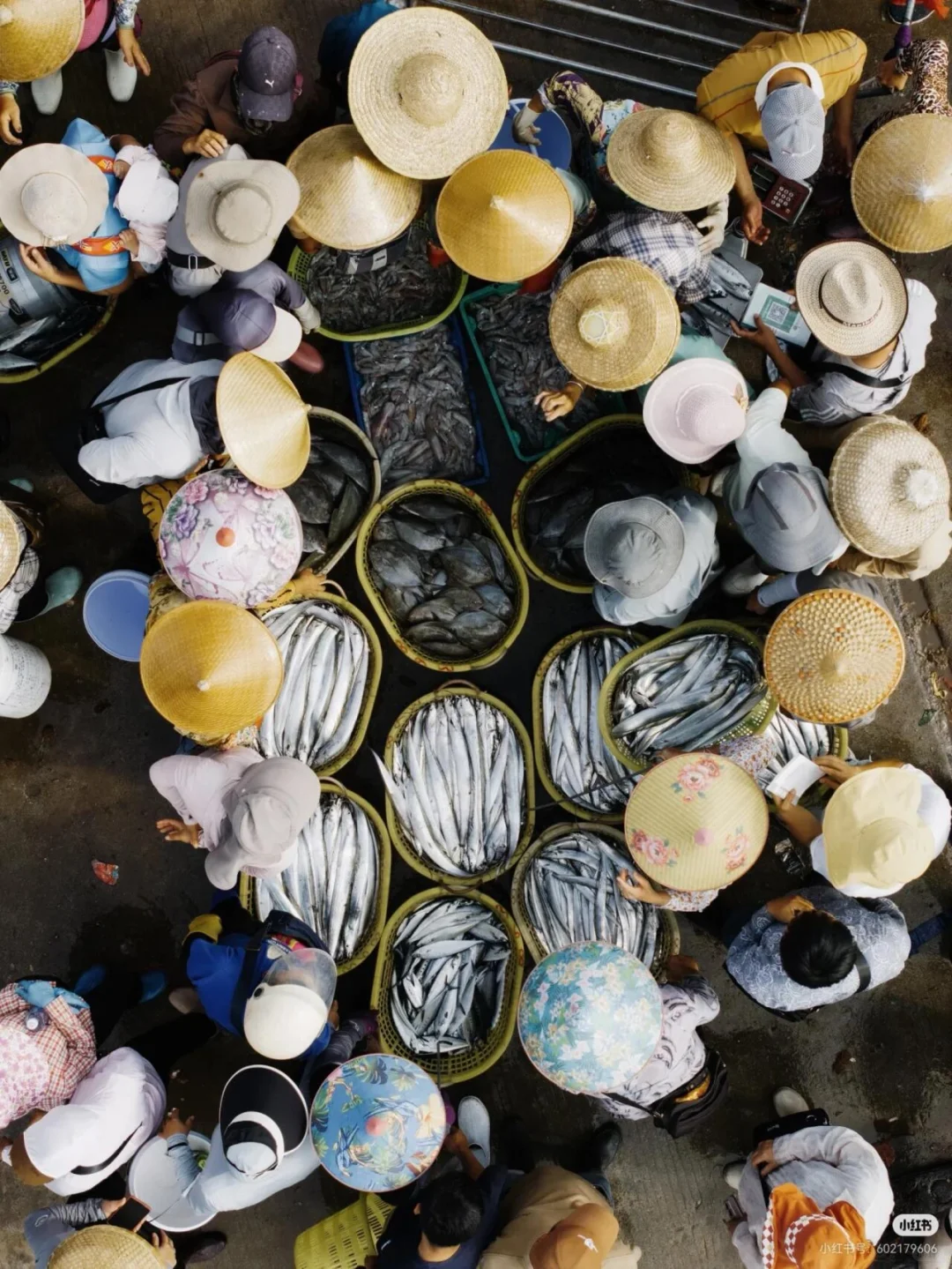 刷到这组海边渔获照，瞬间破防了🌊