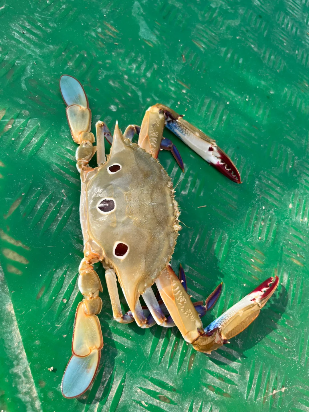 出海捕鱼 300块钱不知道赚了还是亏了