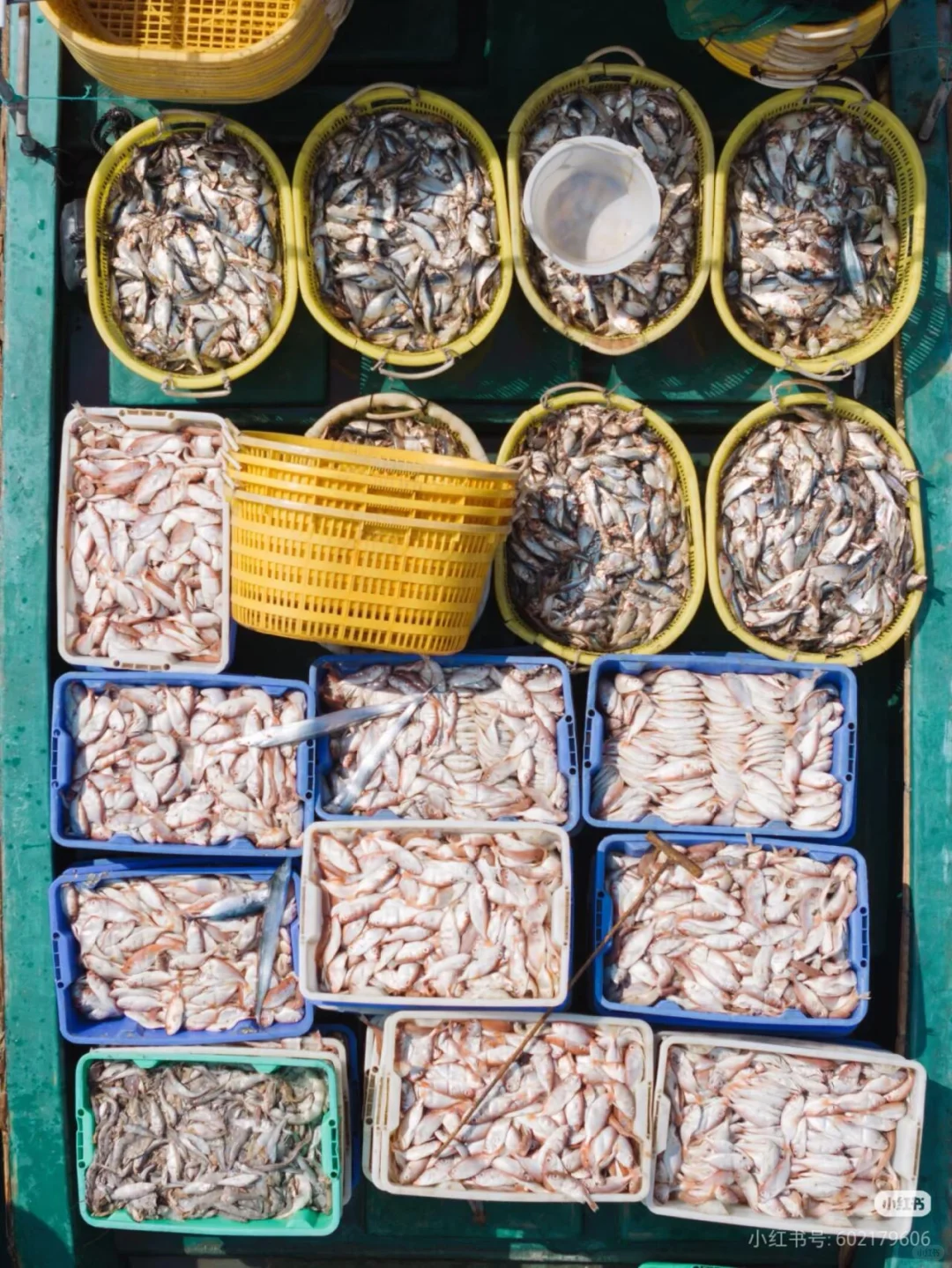 刷到这组海边渔获照，瞬间破防了🌊