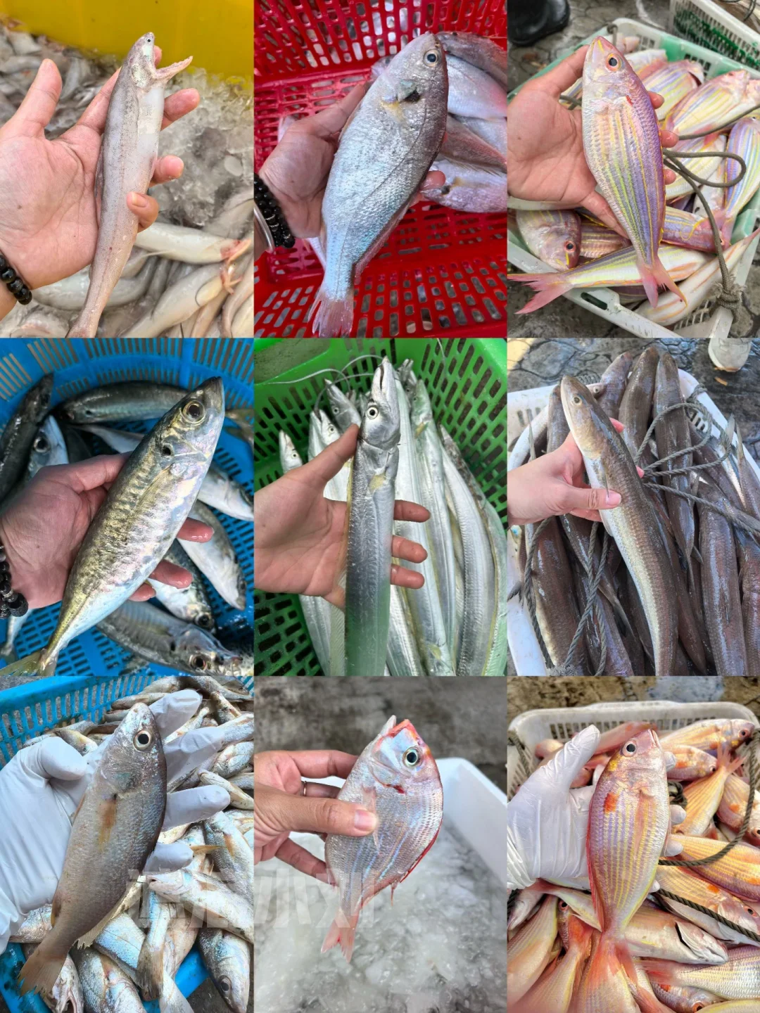 这些浅海鱼，你吃过多少种？