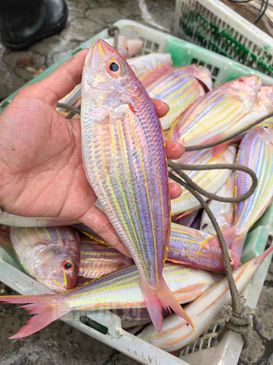 这些浅海鱼，你吃过多少种？