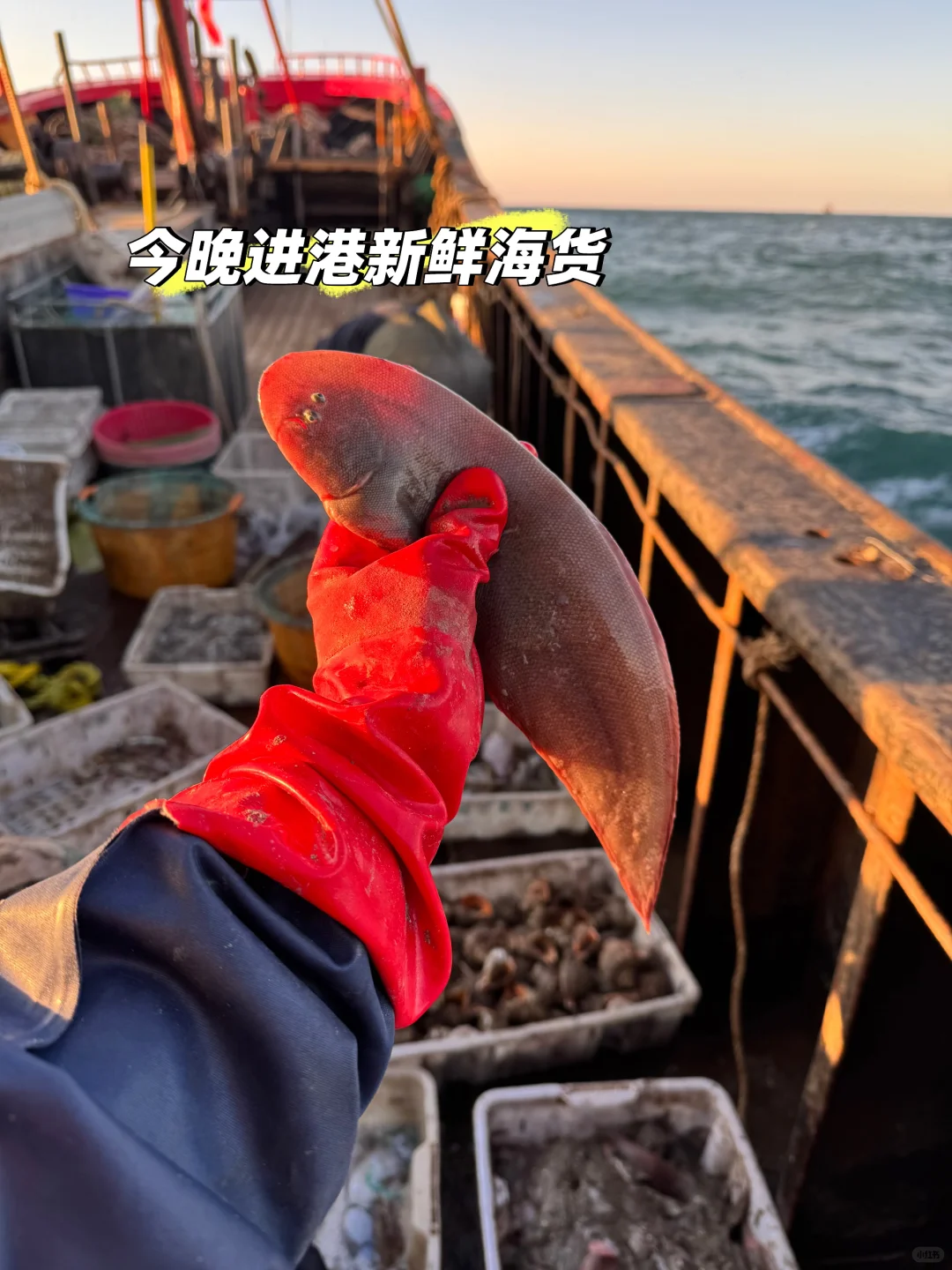 自家渔船捕捞的新鲜渔获