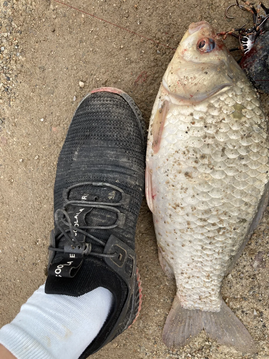 真正咸淡水大板鲫正是时候！