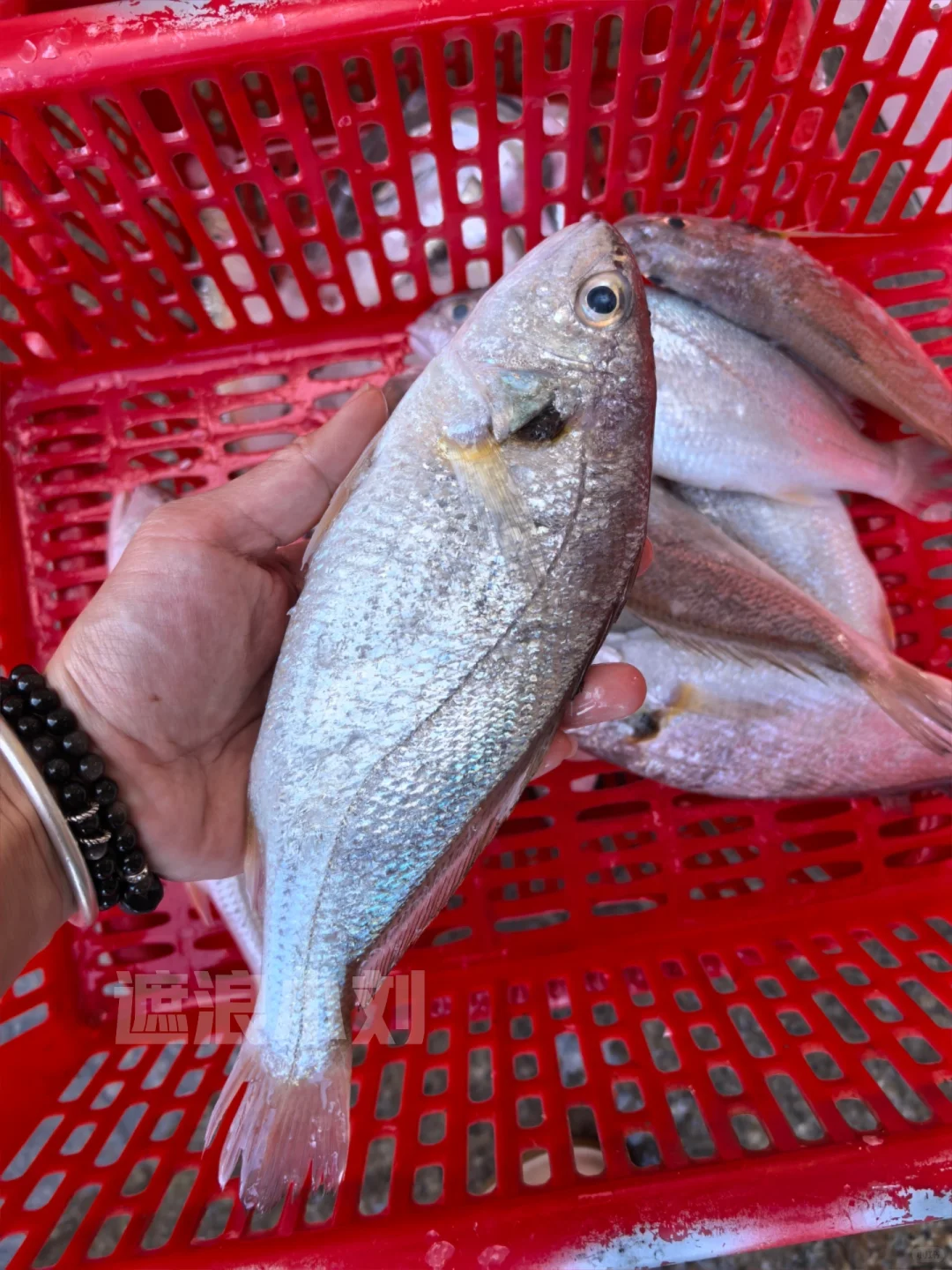 这些浅海鱼，你吃过多少种？