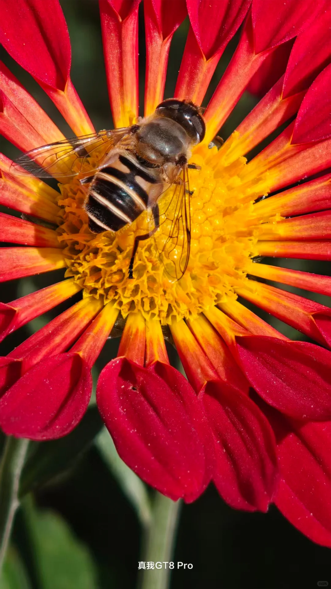 把真我GT8 Pro的价值发掘出来！